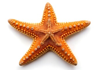 Bright Orange Starfish on White Background - Marine Life Photography