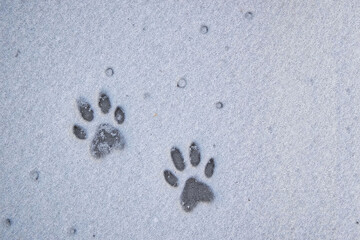 Pair of paw prints in snow with border