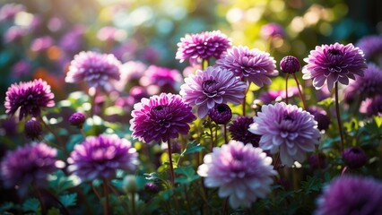 Obraz premium Autumn Chrysanthemum Blooms in a Garden: Vibrant and Beautiful Flowers
