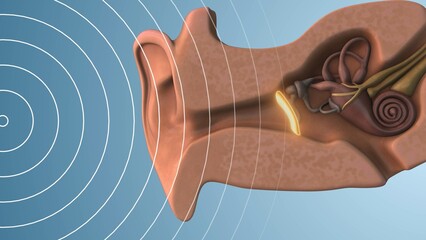 Mechanism of Hearing Through Sound Wave Vibrations