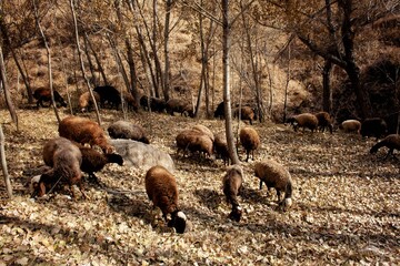 Sheep are grazing in a mountainous forest area