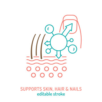 Collagen for nails, skin and hair line icon. Important protein pictogram.