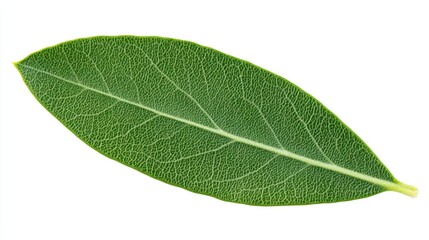 Obraz premium Close up view of a single, vibrant green leaf isolated on a white background. The leaf exhibits a detailed texture and prominent central vein