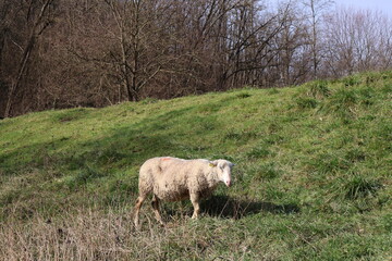 Obraz premium mouton blanc