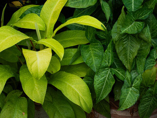 foliage of philodendron lemon lime and Syngonium