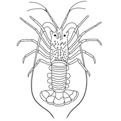 Lobster line art vector design. Lobster outline illustration design.
