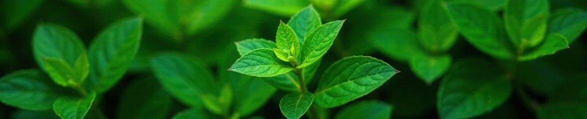 Leafy foliage surrounding a small green flower, leafy, botanical