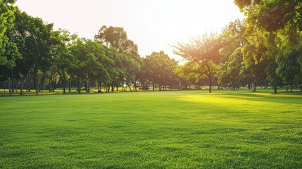 Obraz premium Serene Green Lawn Surrounded by Trees Under Clear Blue Sky