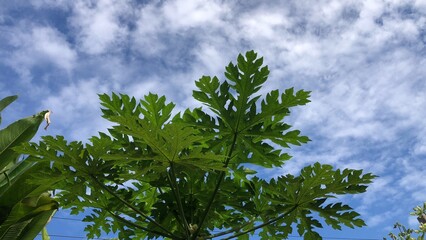 Silhouette of Papaya leaves growth in garden,bright sky as backdrop.Tropical botanical trees.