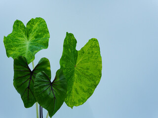 Close-up of Pharaoh Mask and Lemon Lime Gecko Colocasia, an aquatic plant.