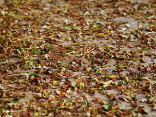 Fallen leaves on the ground in the rain. Selective focus.