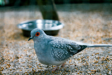 Diamond Dove in a Tranquil Setting