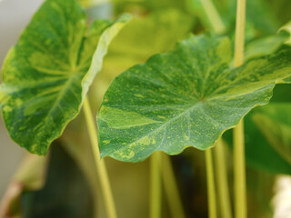 Colocasia esculenta, Lemon Lime Gecko or Colocasia or bicolor Colocasia