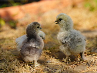 chick on the ground with autumn leaves in the city park.	