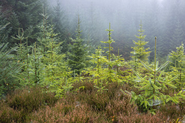 Misty late autumn forest with young spruce trees covered in dewdrops, creating a tranquil and...