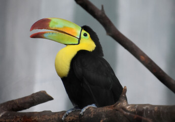 Lovely Toucan Bird with his Beak Open