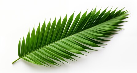 Obraz premium A single palm leaf isolated on a white background. Generative ai