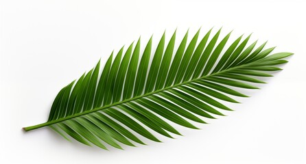 Obraz premium A single palm leaf isolated on a white background. Generative ai