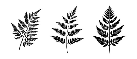 Fern Leaf Silhouettes Vector Illustration. Black and white vector illustration of three fern leaf silhouettes displaying intricate leaf patterns. Ideal for botanical designs, nature-themed projects