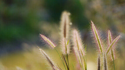 close up of grass flower in the field. (Pennisetum pedicellatum)	