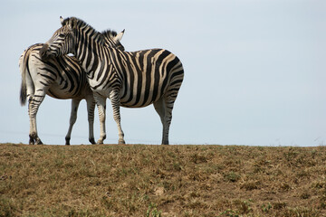 Striking Stripes: Two Zebras in the Wild