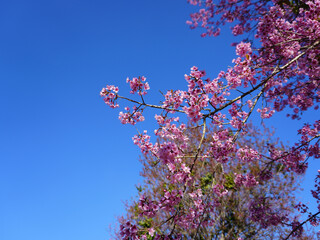 Wild Himalayan Cherry, Prunus cerasoides, Sakura in Thailand	