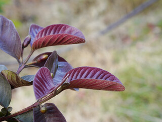 Red guava leaves, the variety name is Red Ayutthaya, grown in Thailand.	