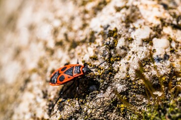Closeup selective focus shot of a firebug on the stone surface - perfect for background
