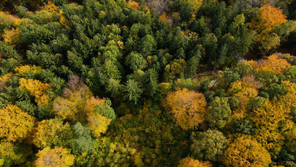 Naklejka premium autumn landscape view from above hill forest