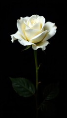 Fototapeta premium White rose in isolation on a black background, background, isolated, black