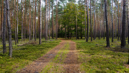 Obraz premium coniferous forest fir trees pine view landscape