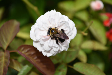 White Rose Blossom with a Bee On It