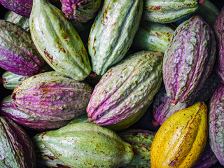Unripe green cacao pod or raw cocoa fruit background
