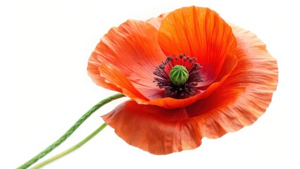 Red Poppy Flower on White Background