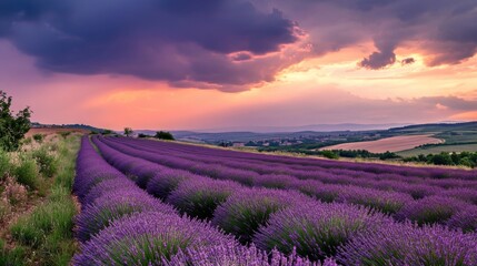 Naklejka premium Lavender field at sunset, dramatic sky, tranquil landscape