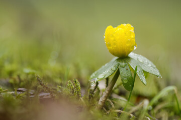 Close-up of winter aconite on the right, single winter aconite with raindrops, yellow winter aconite on the right, early bloomer, spring messenger, yellow early bloomer, Eranthis hyemalis  raindrops