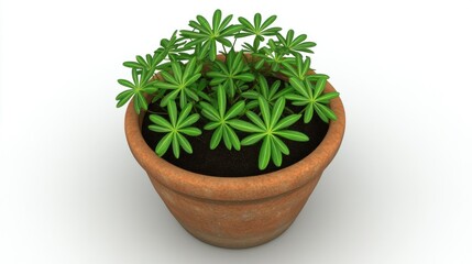 Obraz premium Green Potted Plant Featuring Star Shaped Leaves in a Brown Ceramic Container on White Background