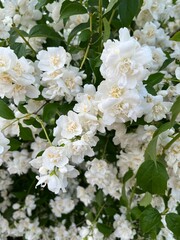 White flowers on a jasmine bush