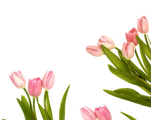 Fototapeta premium copy space. spring flowers tulips. floral collection.