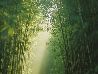 Fototapeta premium Sunlight filtering through the tall, dense bamboo forest creating a serene atmosphere.