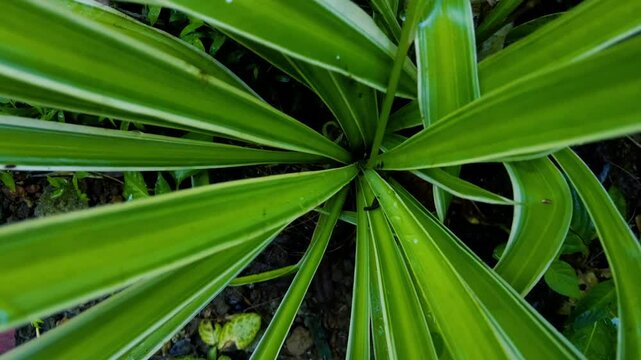 Top-Down View of Vibrant Green Tropical Plant with Long Leaves. Close up of green leaves