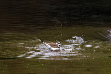 Fototapeta premium a Killdeer submerged in water, with only its tail and part of its body visible above the surface. The bird appears to be diving or foraging underwater.