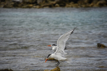 Tern with Wings Outstretched Comin in for a Landing