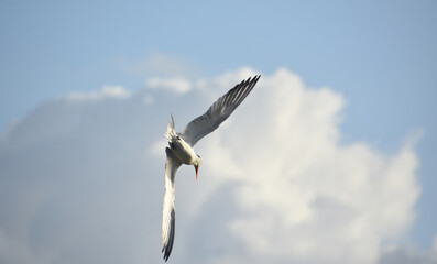 Tern Poising for a Dive From the Clouds