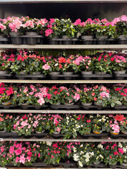 Colorful display of blooming flowers in a garden center during spring season
