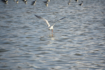Tern Diving For Fish in the Water
