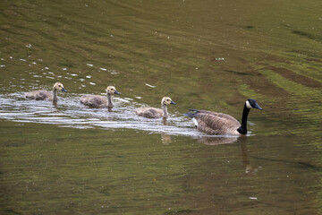 a group of geese swimming in a body of water. There is one adult goose, identifiable by its black neck and head with a white patch, leading five goslings.