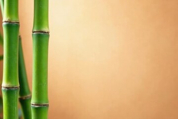 Obraz premium Green bamboo stalks against a soft focus peach background, garden, green, blur