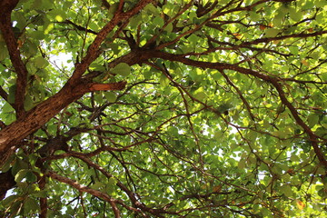 Fototapeta premium green leaves in spring ( badam tree leaf)