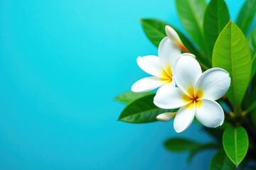 White plumeria flowers against a bright blue background with lush green leaves, blossoms, garden flowers, garden scenery
